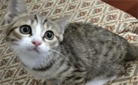 中国狸花猫多少钱一只?想养的看过来