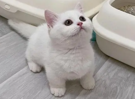 纯白的猫是什么品种