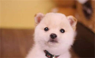 纯白柴犬价钱为什么这么低?来看看吧