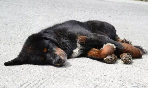 狗狗中毒后快死的状态