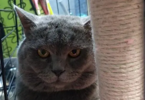 公蓝猫几个月开始发情？一文带你了解~