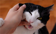 猫咪为什么老是想咬人呢