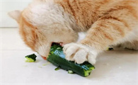 猫抽搐完没事一样还吃东西