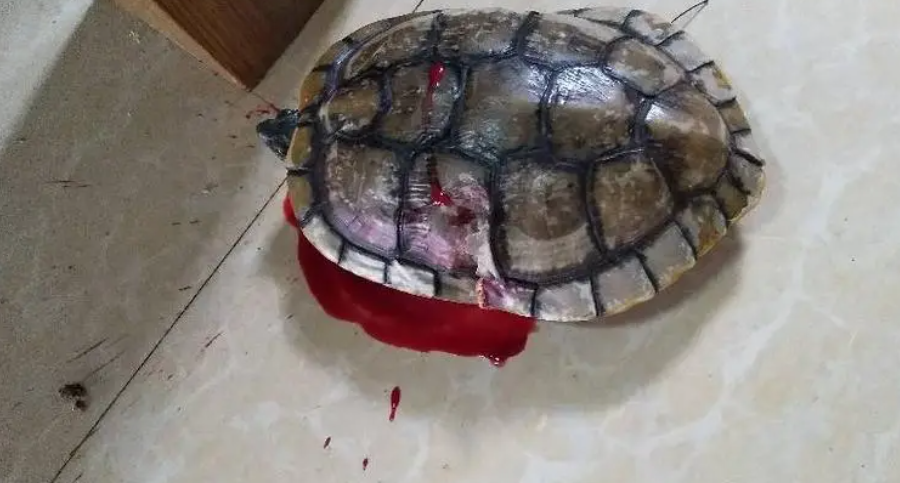 龟流血了怎么办 龟流血了怎么办