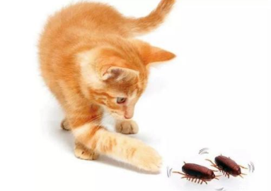 猫咪为什么喜欢吃蟑螂