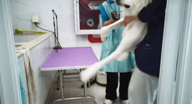100多斤的大白熊来店里洗澡,工作人员直呼抱不动:这谁顶得住呀 100多斤的大白熊来店里洗澡,工作人员直呼抱不动:这谁顶得住呀