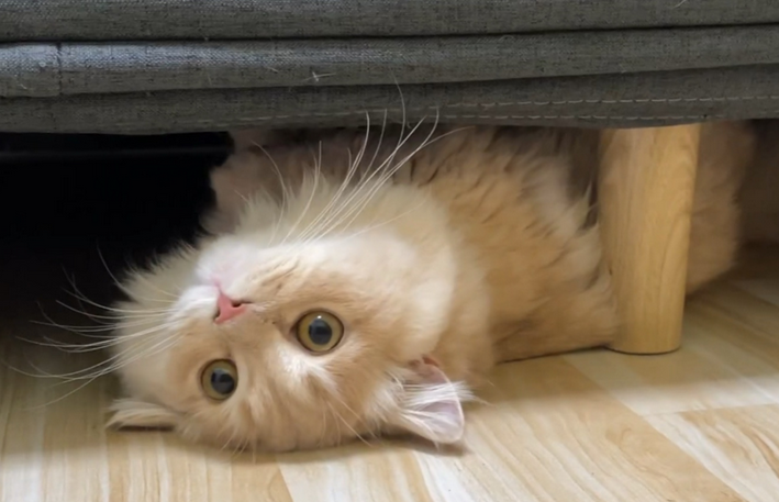 为什么小猫咪总发呆的原因 为什么小猫咪总发呆的原因