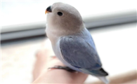 小鸟怎么养活