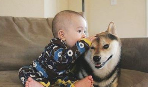 狗狗临死前能明白你说话吗？