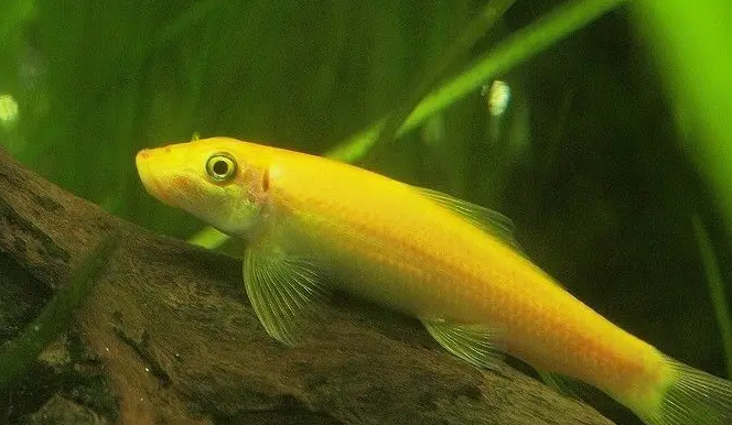 千万别买金苔鼠鱼