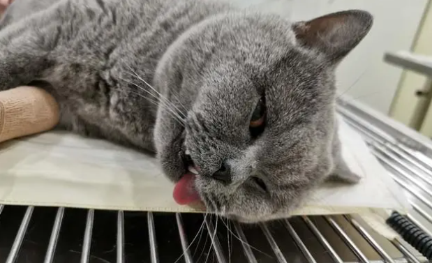 猫咪为什么不用麻醉呢 猫咪为什么不用麻醉呢
