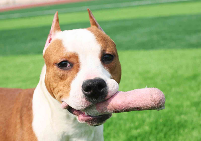 斯塔福犬容易伤人吗 斯塔福犬容易伤人吗