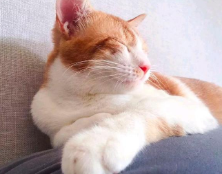 一只猫咪的寿命有多长 一只猫咪的寿命有多长