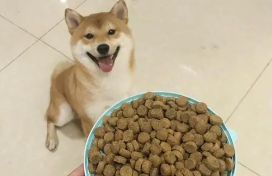如何为小狗狗选吃的狗粮呢