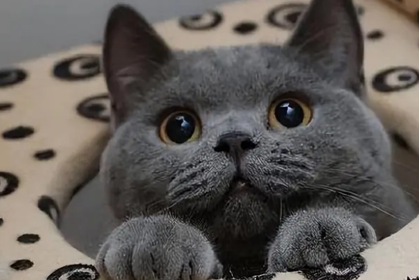 恐怖大蓝猫真实图片