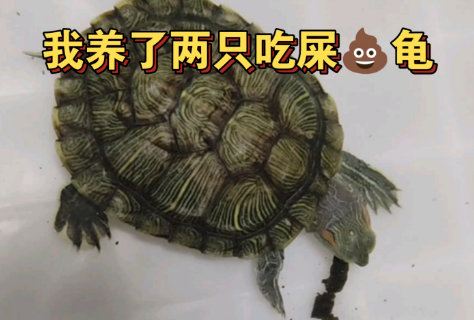 吃粪龟有几种