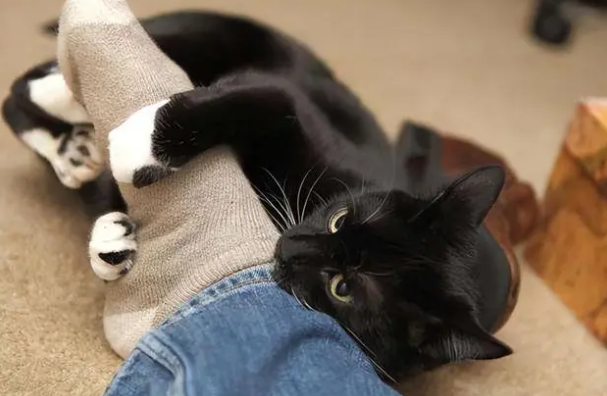为什么不让猫咪进房间会叫呢