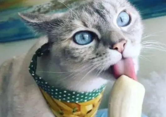 猫咪能吃哪些水果好呢