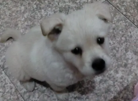 土狗几个月开始猛长？这些常识你要了解。