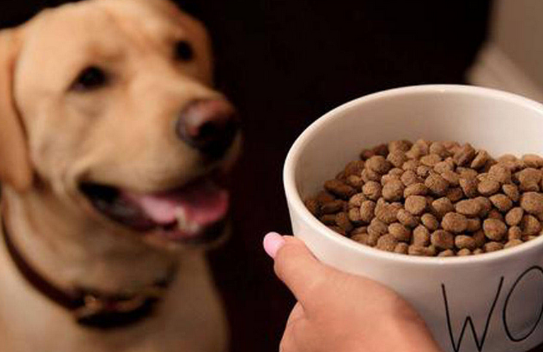 狗粮如何给幼犬吃好呢