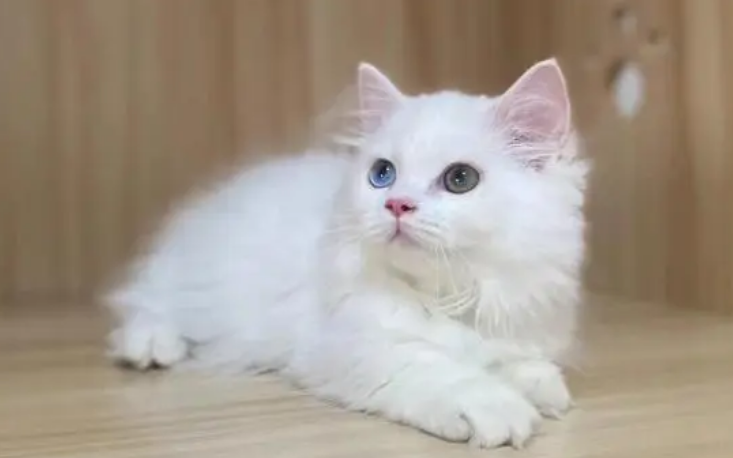拿破仑矮脚异瞳多少钱