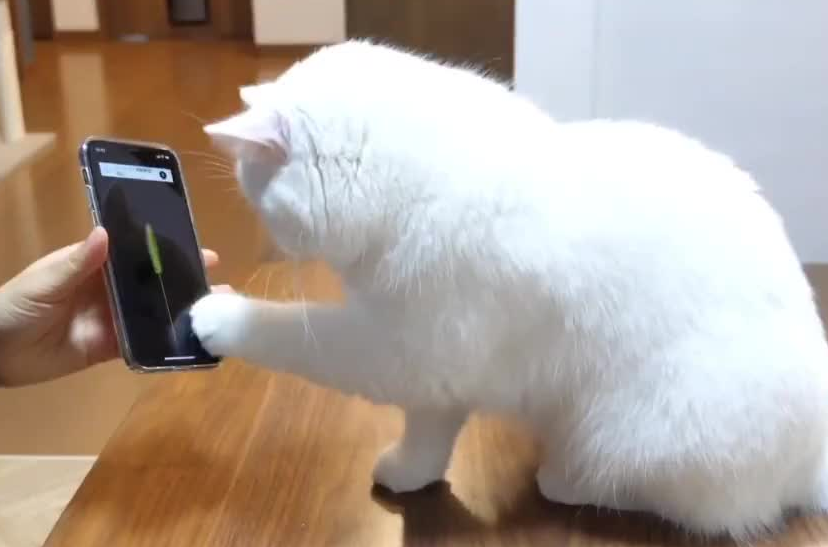 猫咪为什么要玩游戏呢