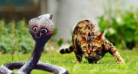 猫怕大蟒蛇吗