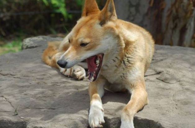 狗狗晚上扒门叫怎么办 狗狗晚上扒门叫怎么办