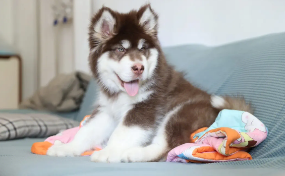 阿拉斯加犬身上痒怎么办?应该怎么处理? 阿拉斯加犬身上痒怎么办?应该怎么处理?