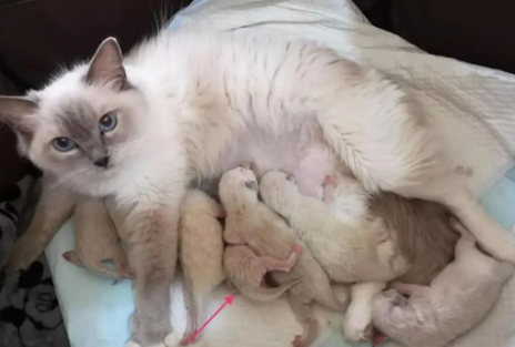 猫生了小猫一个月后为什么一直叫 猫生了小猫一个月后为什么一直叫
