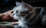 怎么判断猫咪有分离焦虑症