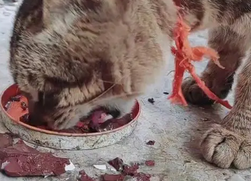 猫咪贫血能吃猪血吗为什么呢