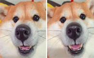 柴犬的形态特征是什么？来看看吧