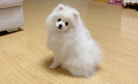 博美犬为什么不建议养