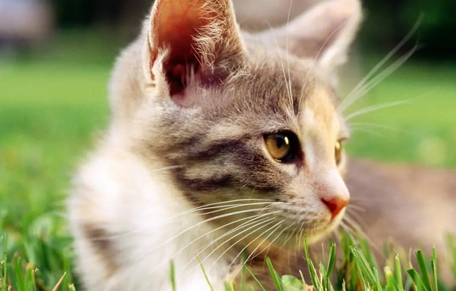 猫不见了怎么找出来它 猫不见了怎么找出来它