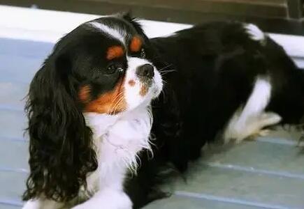 查理王小猎犬黑色价格