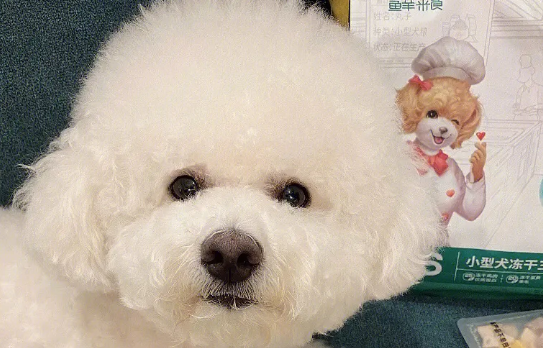 成年比熊犬如何选狗粮啊
