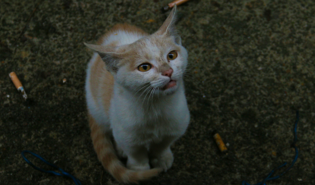 如何辨别走丢的家猫和流浪猫？辨别方法是？