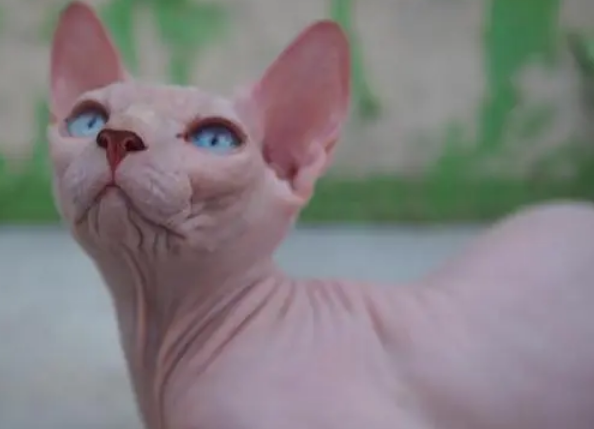 无毛猫怀孕多少天生产?来看这里~ 无毛猫怀孕多少天生产?来看这里~