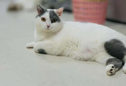 为什么猫咪的毛色越来越淡