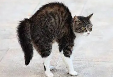 猫咪背弓起来尾巴竖起来