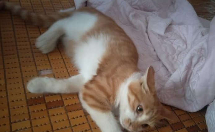 橘猫为什么喜欢和人睡?原因在这里 橘猫为什么喜欢和人睡?原因在这里
