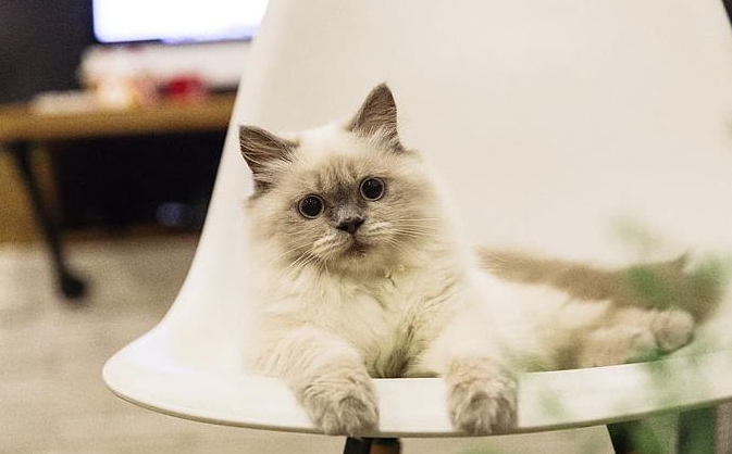 猫最忌讳的三个属相