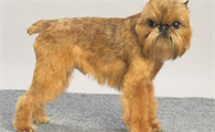 布鲁塞尔格里芬犬牙齿如何护理？别忘了定期检查！