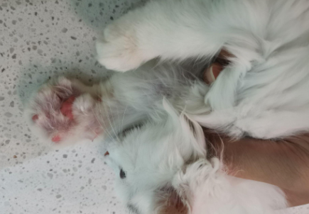 猫前腿被绳子勒破肉怎么办 猫前腿被绳子勒破肉怎么办