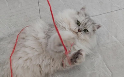 猫脖子被绳子勒紧了怎么解