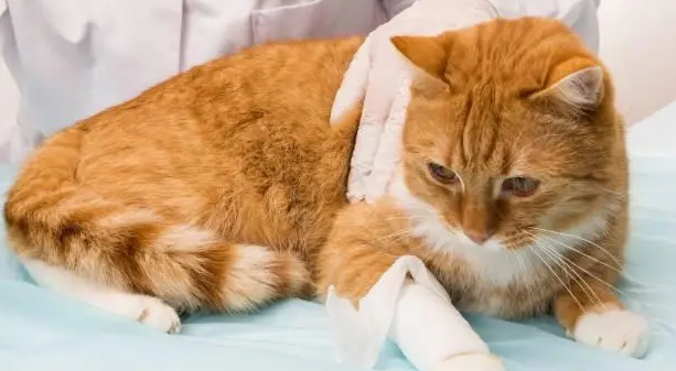 猫咪被咬伤了用什么药