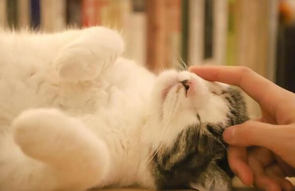 猫为什么喜欢用头蹭人 猫为什么喜欢用头蹭人