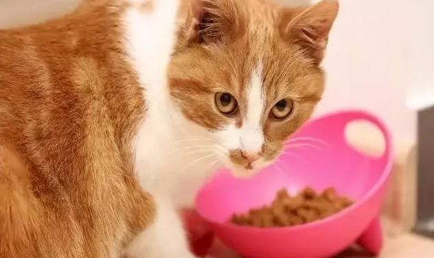 小猫护食需要纠正吗 小猫护食需要纠正吗