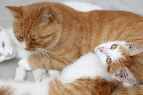 杀死小猫母猫会报复吗 杀死小猫母猫会报复吗